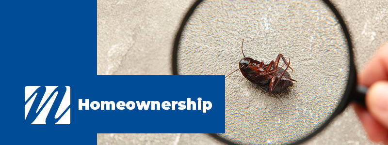 Tackling Tiny Trespassers: A Homeowner's Guide to DIY Pest Control